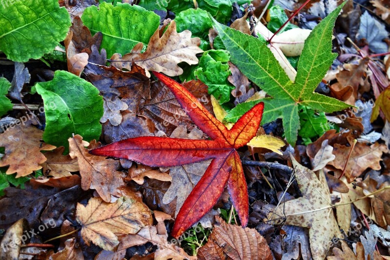 Fallen Leaf Autumn Leaf Fallen Leaves Autumn Colors Dead Leaves