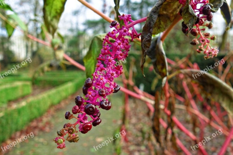 Pokeweed Pokeberries Phytolacca Americana Plant Poison