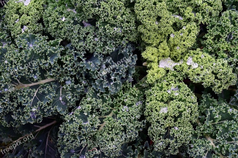 Kale Frost Vegetables Winter Vegetables Kohl