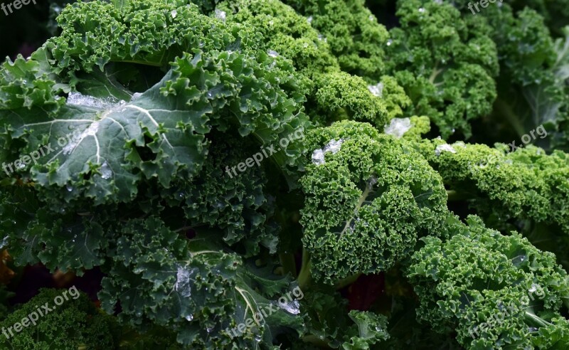 Kale Frost Vegetables Winter Vegetables Kohl