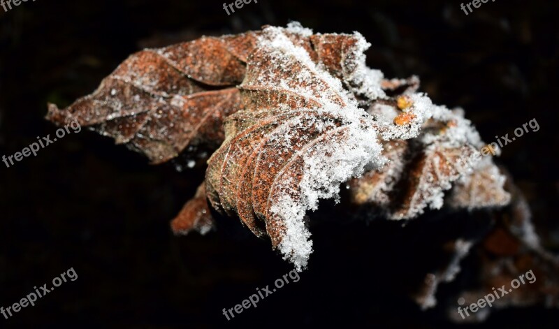 Leaf Frozen Frost Cold Hoarfrost