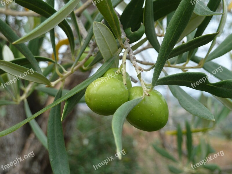 Olive Tree Italy Free Photos