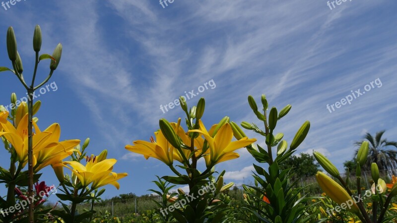 Yellow Lily All Lily And Sky Free Photos