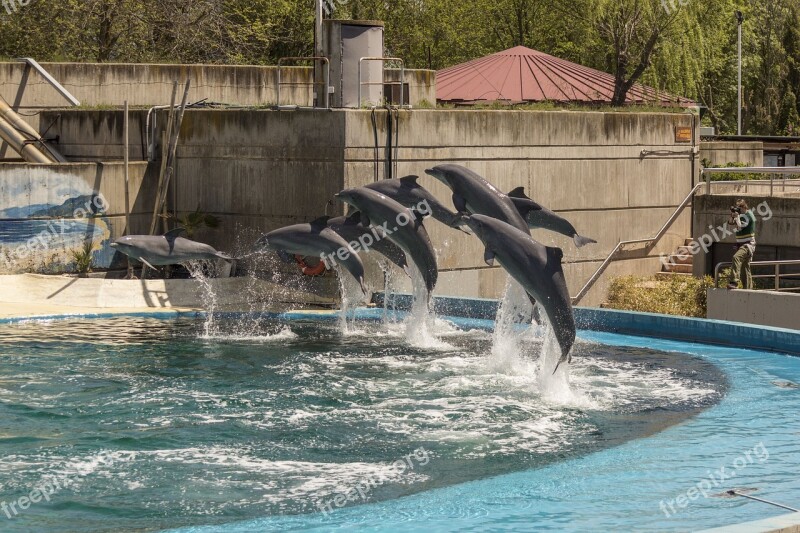 Dolphins In The Zoo Madrid Free Photos