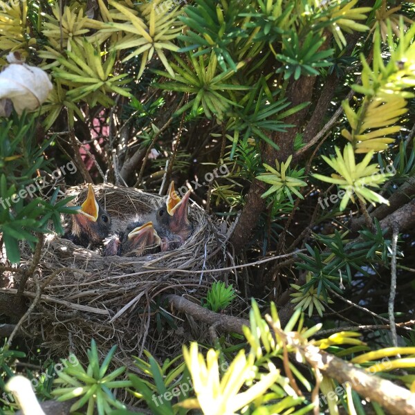 Bird Robin Nest Free Photos