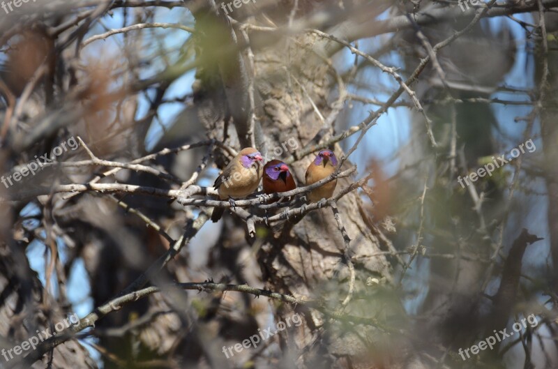 Birds Nature Africa Wildlife Ornithology