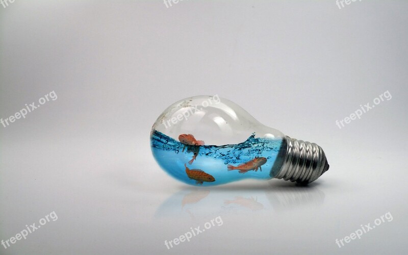 Bulb Fish Light Fish Bulb Photo Manipulation