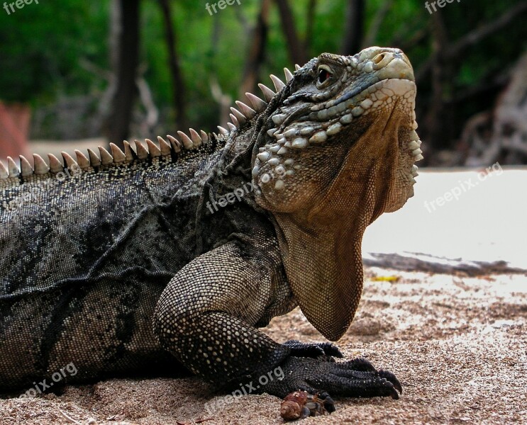 Iguana Cuba Travel Animals Lizard