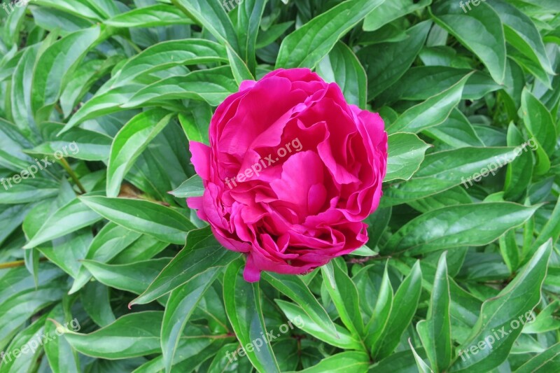 Pink Peony Red Blossom Bloom Messy