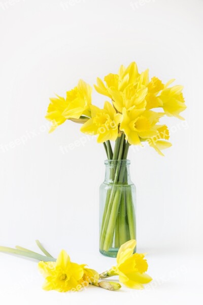 Yellow Followers Tulips Free Photos