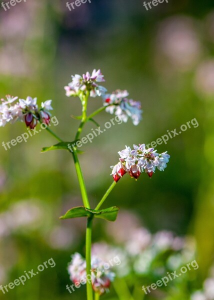 Close-up Natural Nice Picture Beautiful Flowers Beautiful Fresh