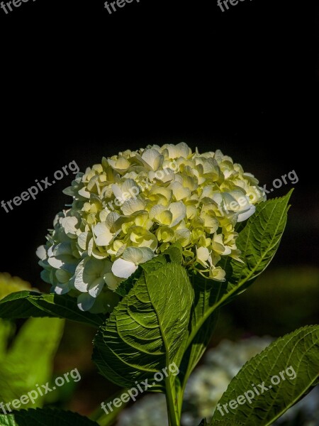 Hydrangeas Beautiful Flowers Natural Flower Green Leaf