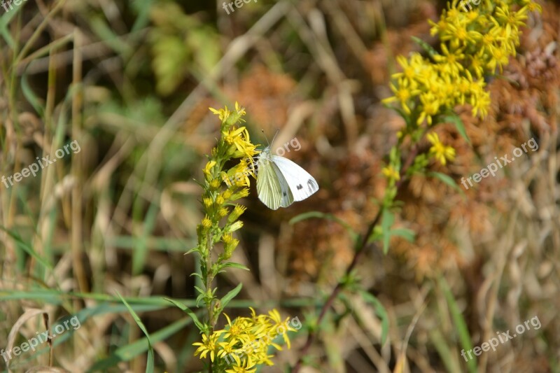 Butterfly Nature Close Up Blossom Bloom