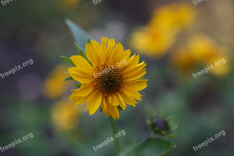 Flower Yellow June A Yellow Flower Nature