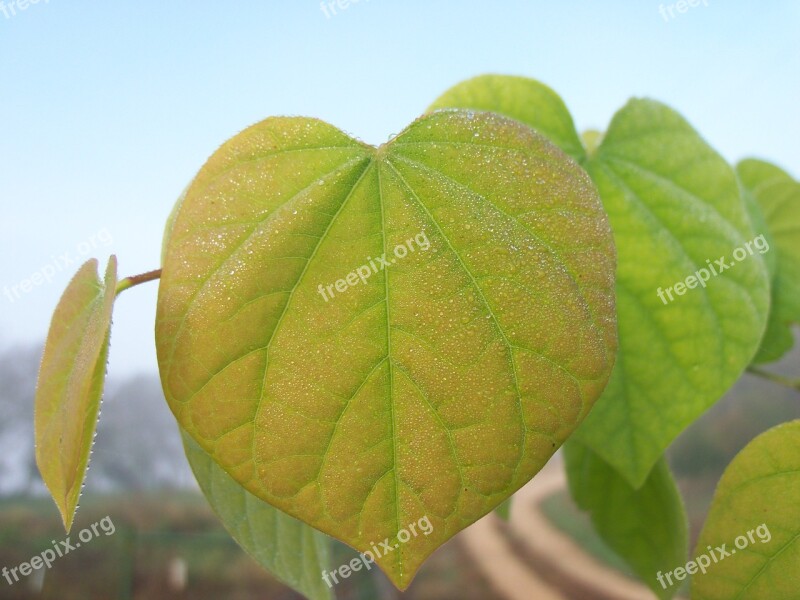 Leaf Dew Leaves Red-bud Tree