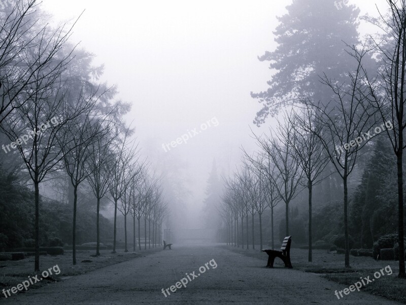 Fog Weather Mood Mystical Landscape