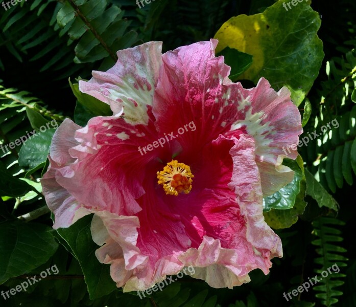 Ibisco Pink Pink Flower Flower Ibisco Nature