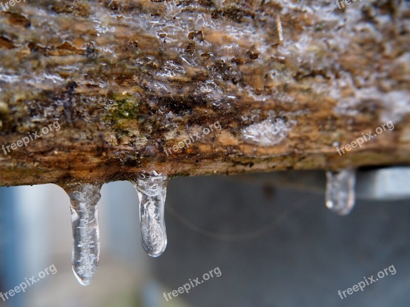 Icicle Ice Frozen Winter Cold