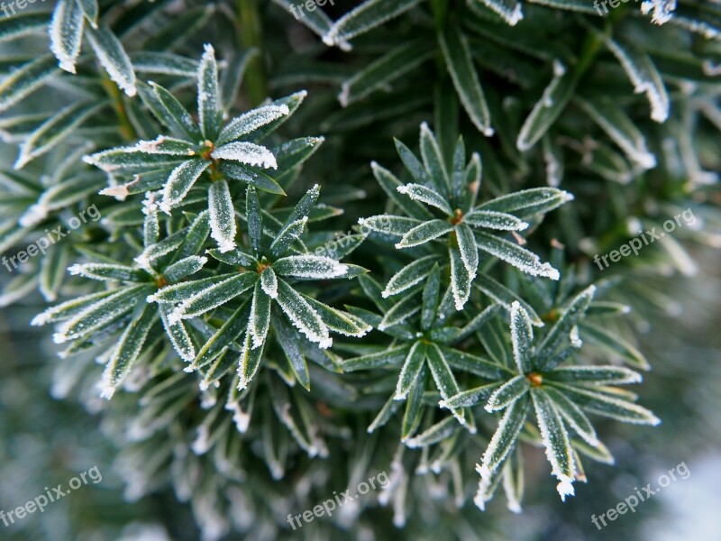 Branches Green Firs Frost Leaves