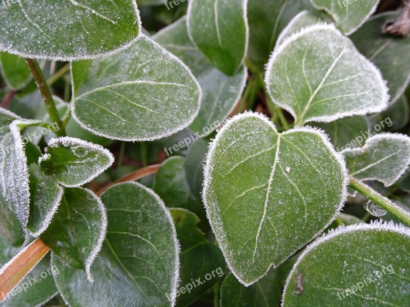 Frost Leaf Cold Frozen Iced