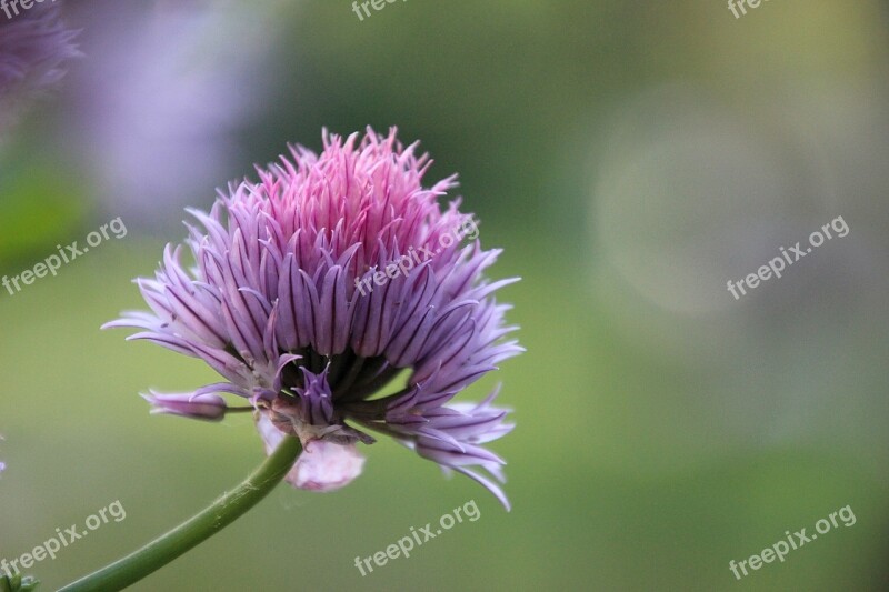 Flower Garden Spring Chive Pink