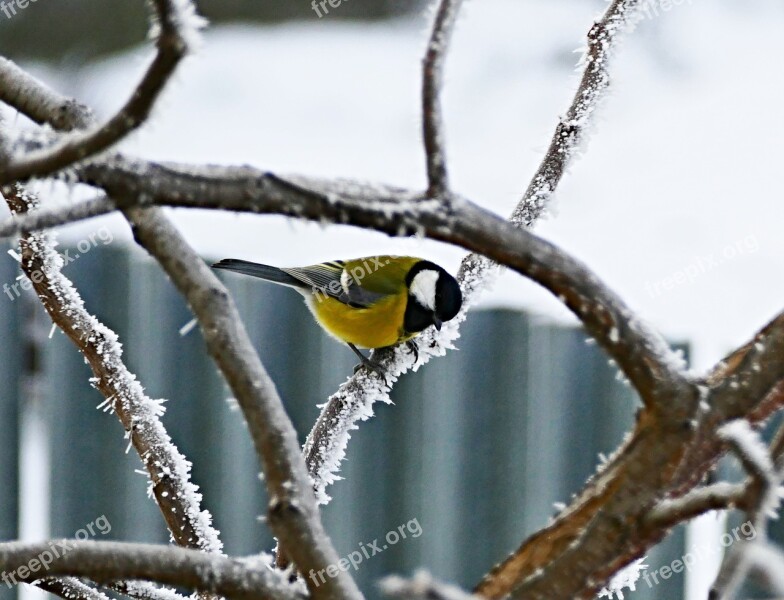 Tit Little Bird Spevavý Tree Garden