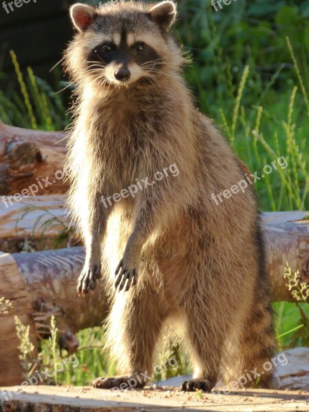 Raccoon Hungry Canada Vancouver Island Wild