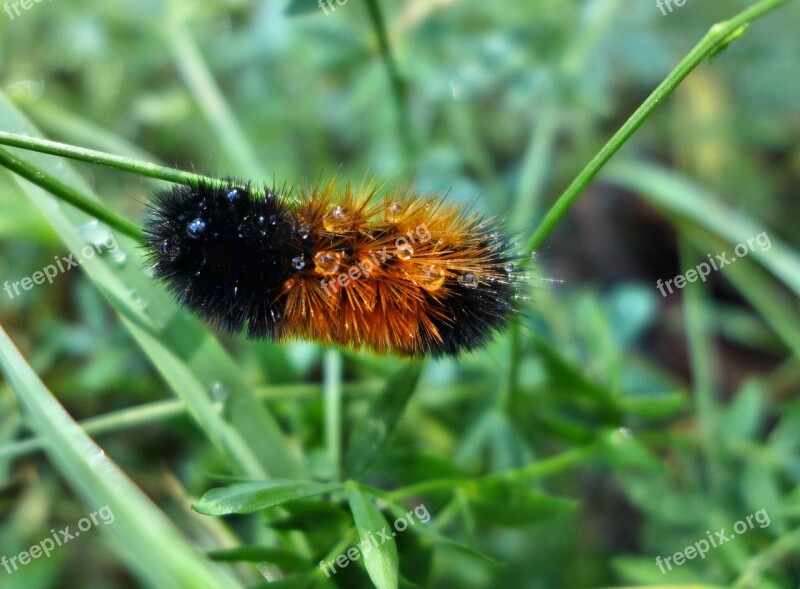 Caterpillar Brown Bear Butterfly Insect Close Up