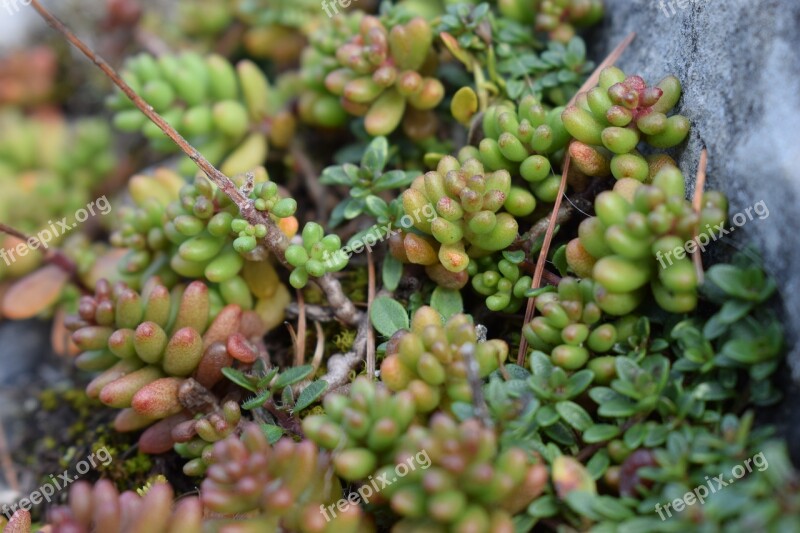 White Fat Hen Sedum Album White Stonecrop Stonecrop Sedum