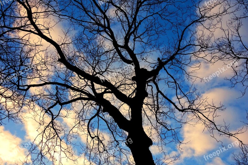 Tree Tree Top Branches Bare Tree Twisted