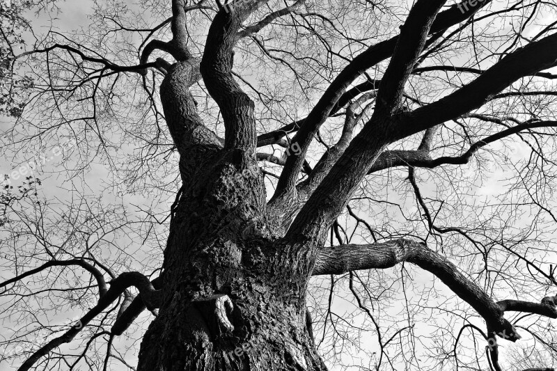 Tree Branches Gnarled Twisted Bare Tree