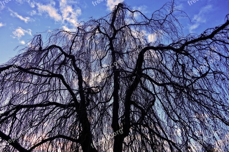 Willow Weeping Willow Tree Top Branches Bare Branches