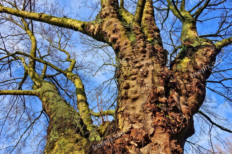 Tree Trunk Branch Old Tree Gnarled