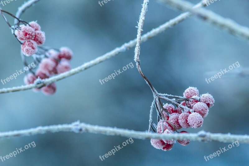 Rowan Frost Frozen Eiskristalle Wintry