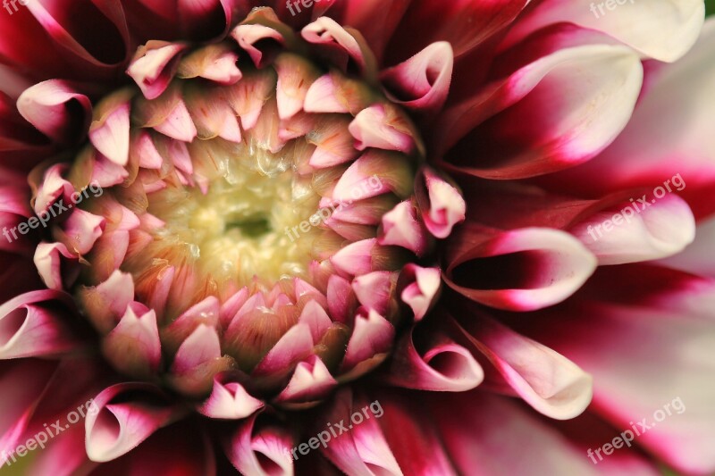 Dahlia Flower Blossom Bloom Dahlia Garden