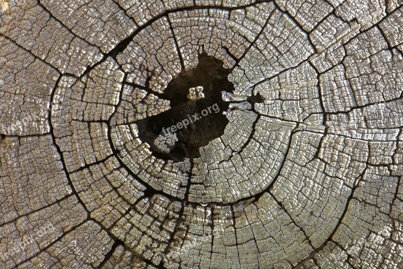 Texture Log Wood Pattern Timber