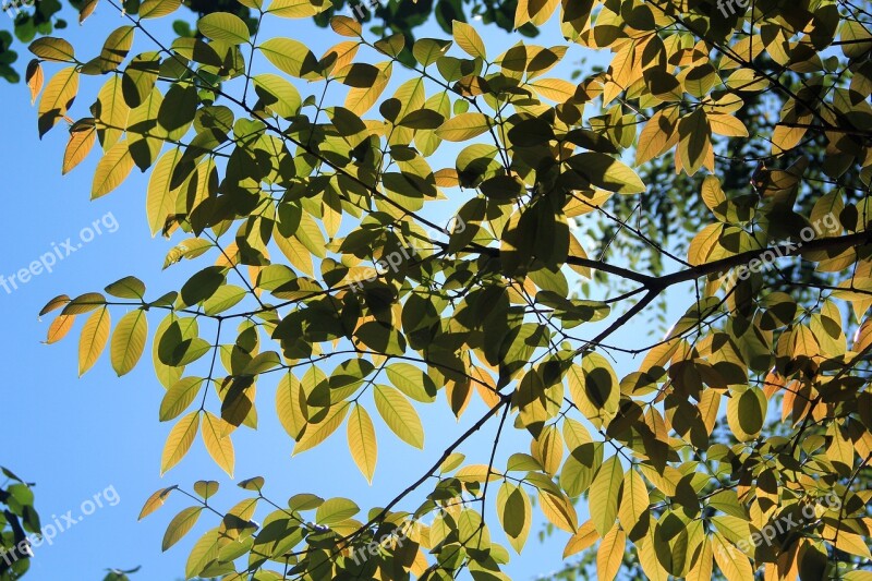 Tree Sun Light Nature Sun Forest