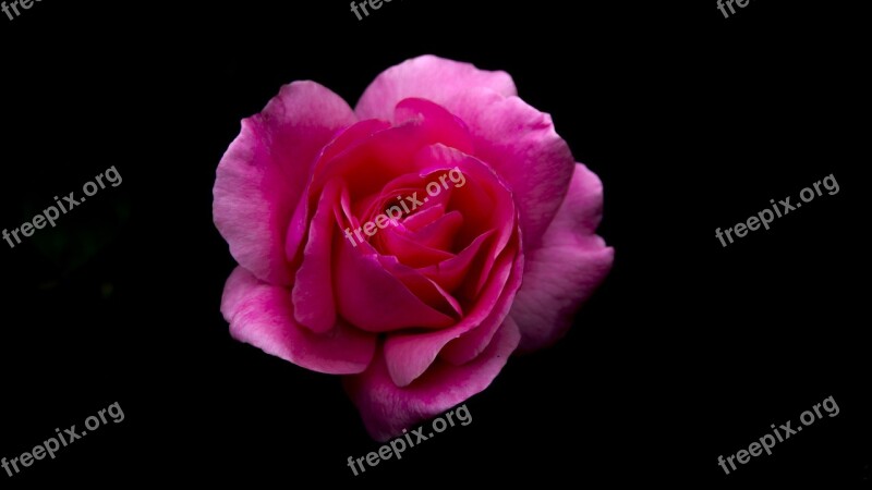 Rose Red Rose Red Rose Bloom Isolated