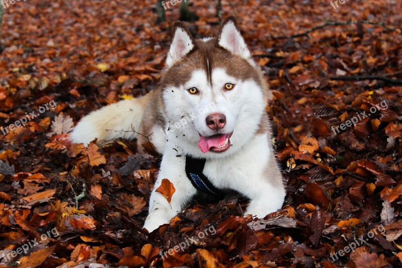 Husky Siberien Husky Chocolate Fall Huskies