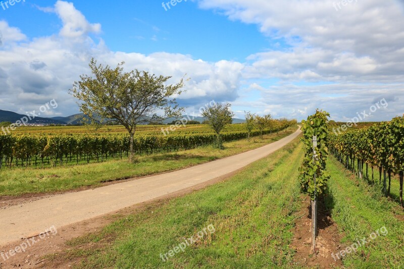 Vineyard Wine Vines Away Autumn Colours