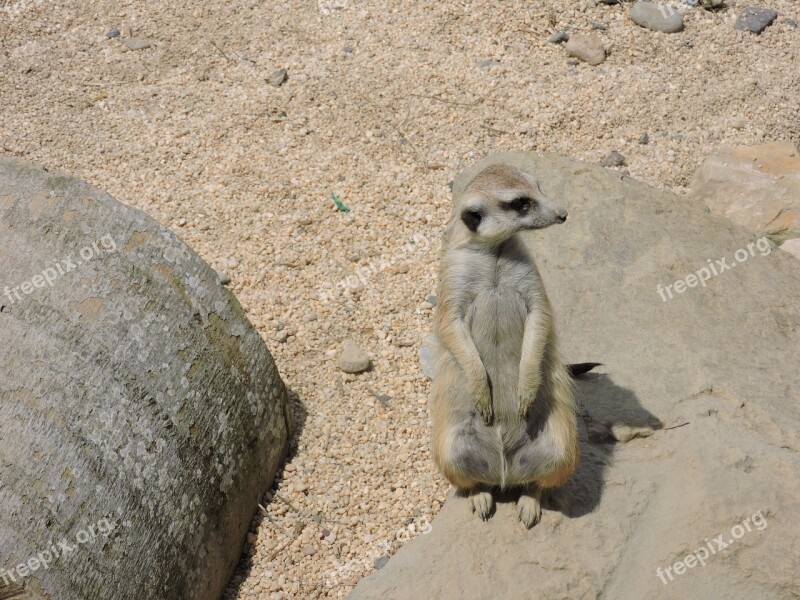 Surikato Animal Animals Animal World Fauna