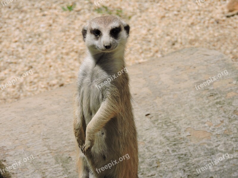 Meerkat Animal Animals Animal World Look