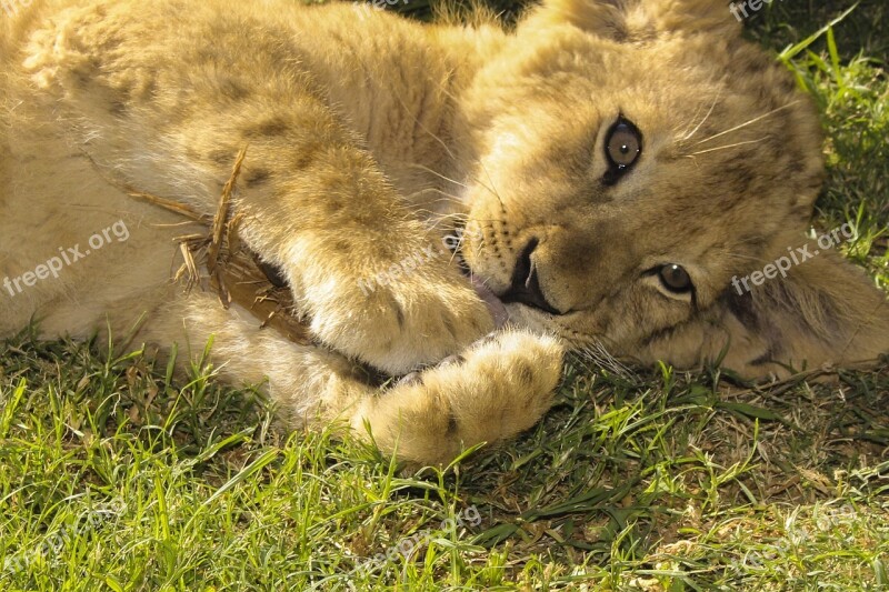 Lion Puppy Birth Nature Animal World