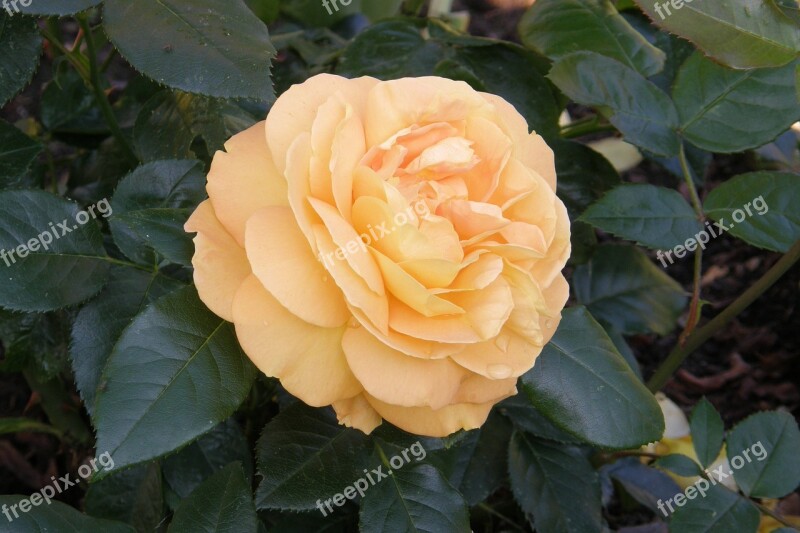 Rose Romantic Bernstein Floribunda Small Rose