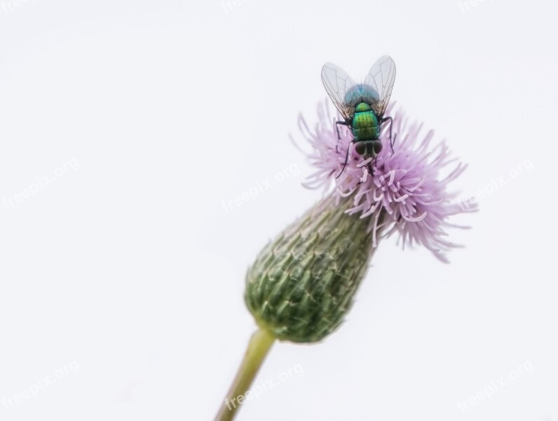 Fly Diestel Macro Nature Blossom