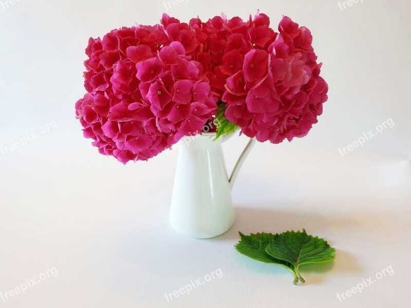 Hydrangea Flower Blossom Bloom Plant