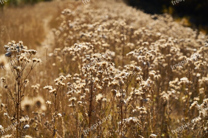 Plant Nature Dried Up Yellow Garden