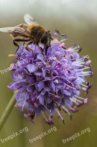 Pollination Purple Insect Macro Colorful