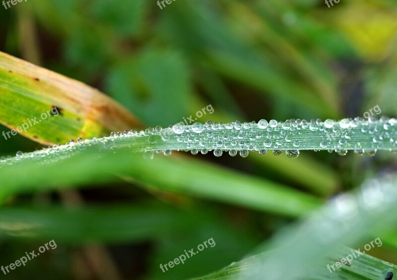 Droplets Rosa Grass Rain Foliage