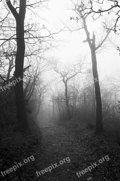 Autumn Fog Forest Trees Mist